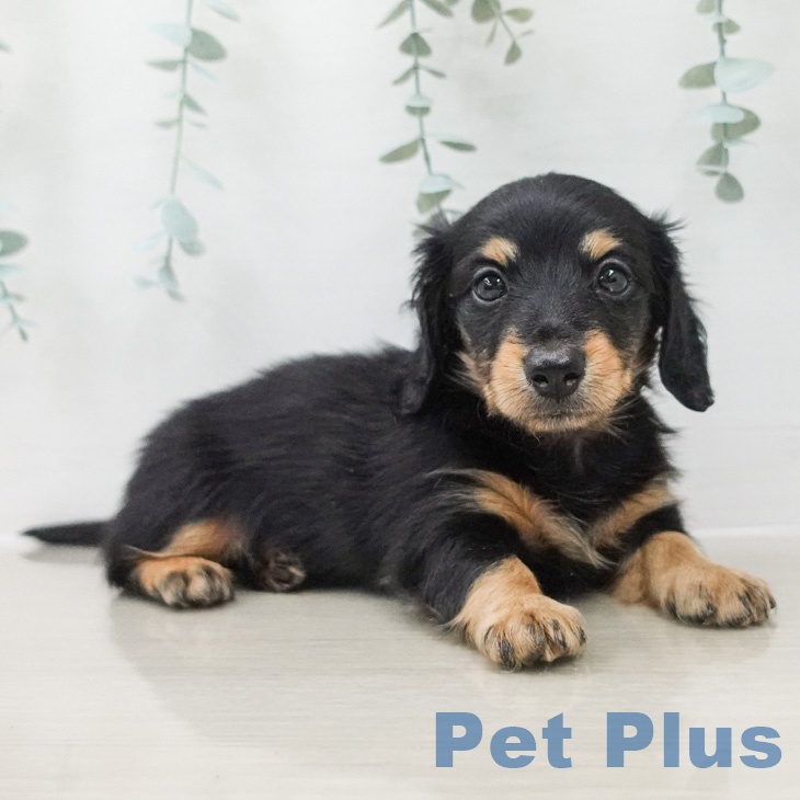 ミニチュア・ダックスフンドの写真2