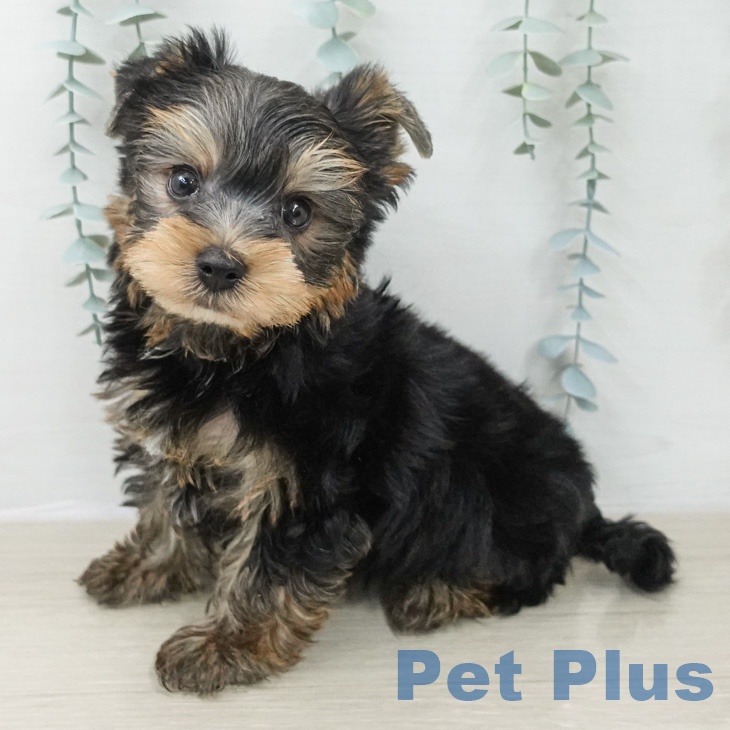 ヨークシャー・テリア