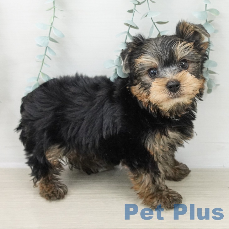 ヨークシャー・テリアの写真2