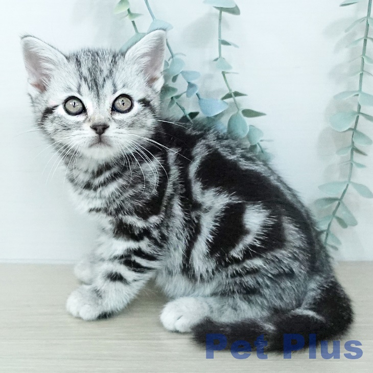 アメリカンショートヘアの写真2