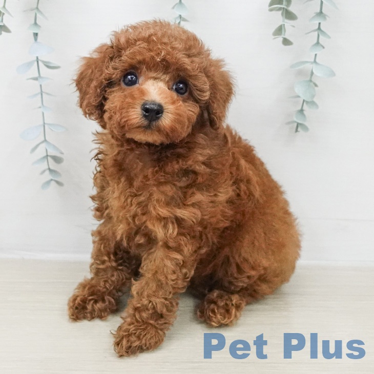 トイ・プードル