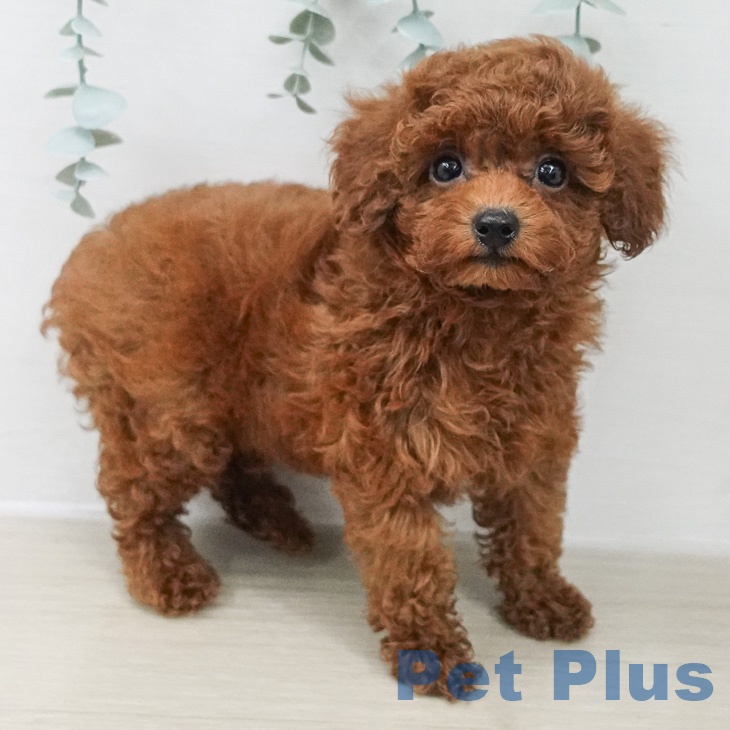 トイ・プードル