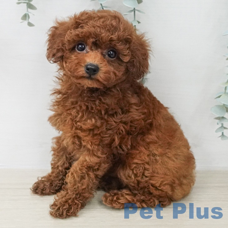 トイ・プードルの写真2