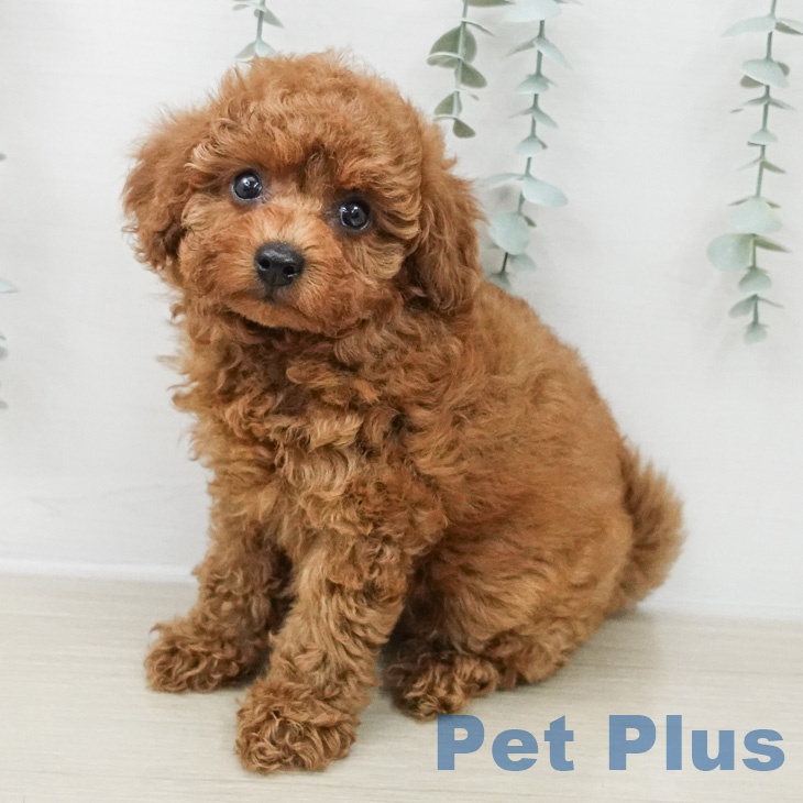 トイ・プードル