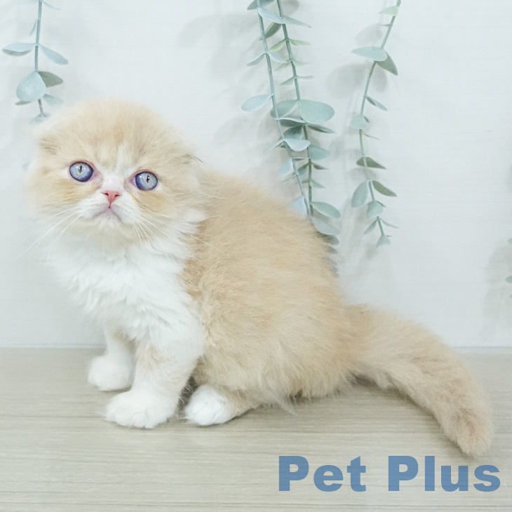 スコティッシュフォールド