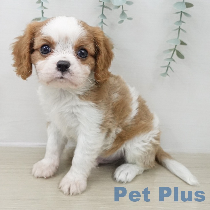 キャバリア・キングチャールズ・スパニエル