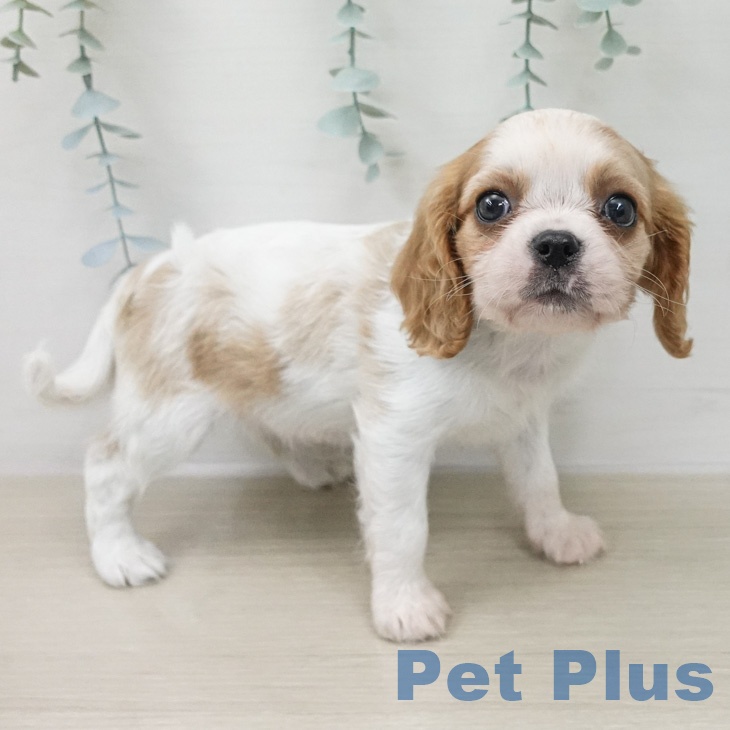 キャバリア・キングチャールズ・スパニエル