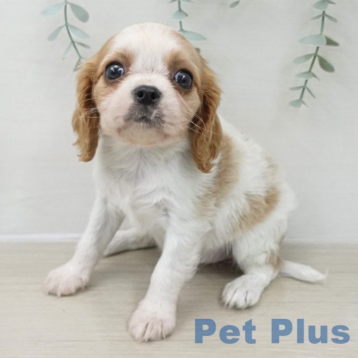 キャバリア・キングチャールズ・スパニエルの写真2