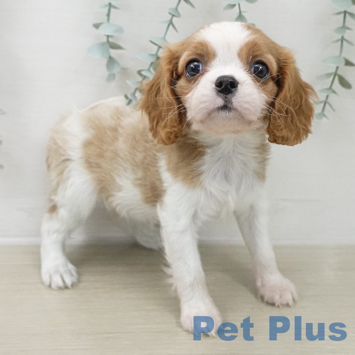 キャバリア・キングチャールズ・スパニエル
