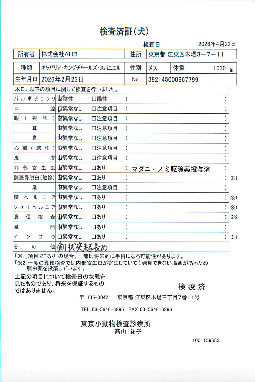 キャバリア・キングチャールズ・スパニエル