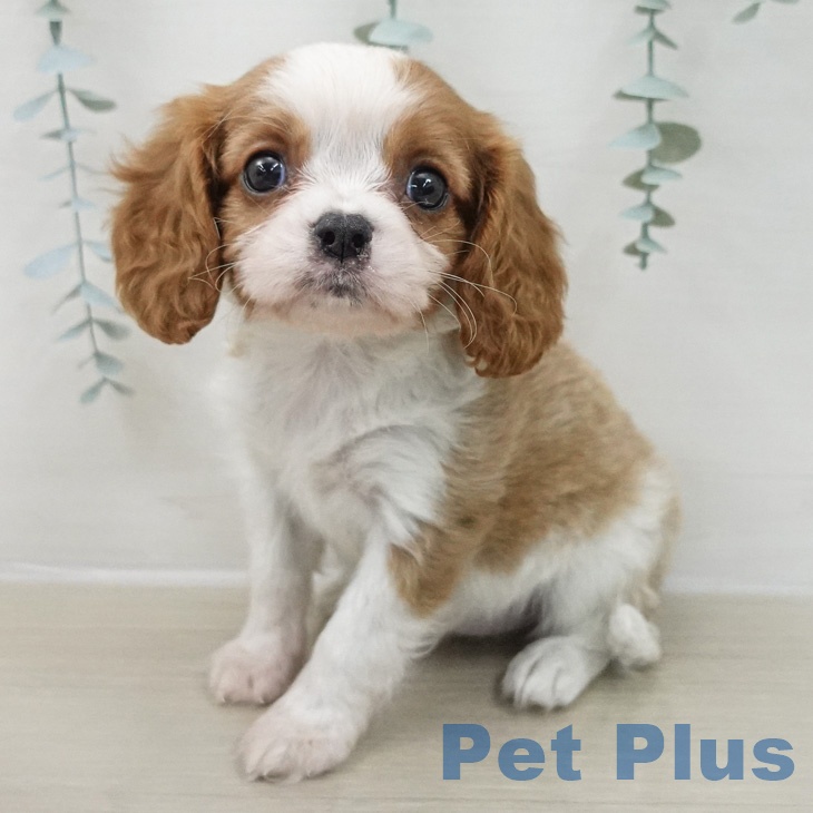 キャバリア・キングチャールズ・スパニエル