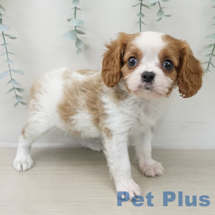 キャバリア・キングチャールズ・スパニエルの写真2