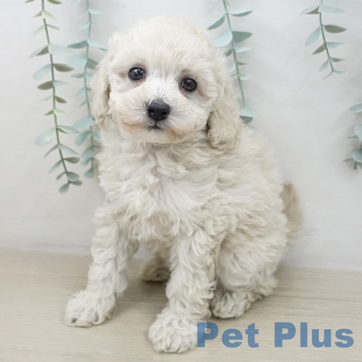 トイ・プードル