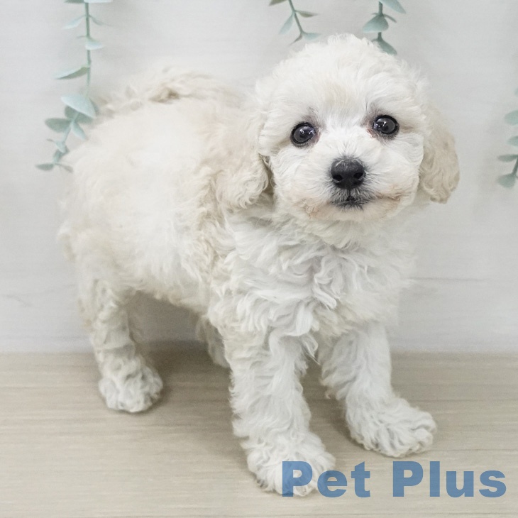 トイ・プードル