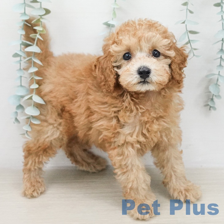 トイ・プードル