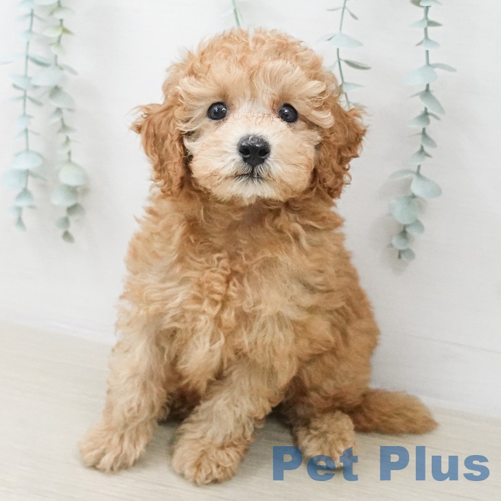 トイ・プードルの写真2