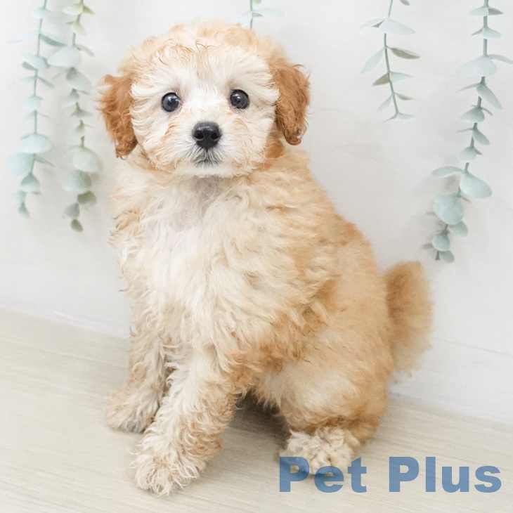 トイ・プードル