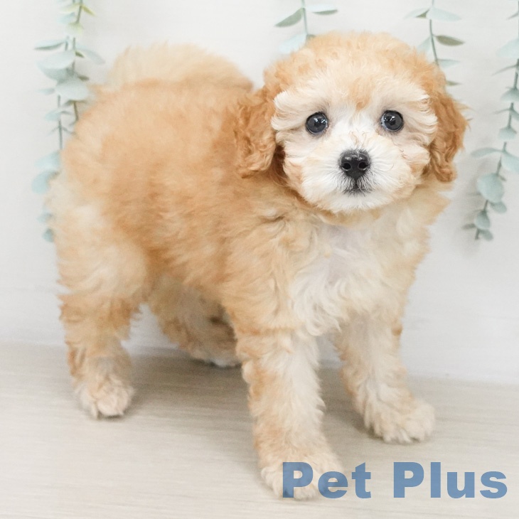 トイ・プードル