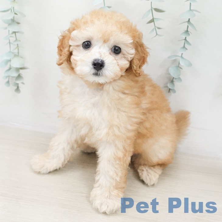 トイ・プードルの写真2