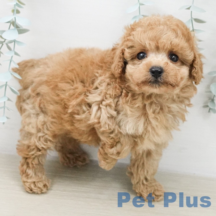 トイ・プードルの写真2