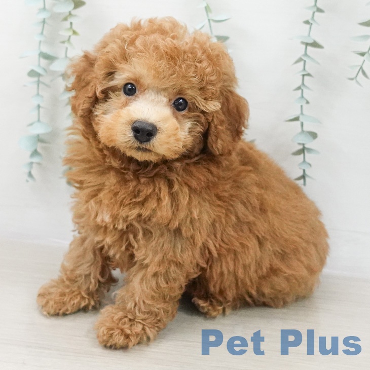 トイ・プードル