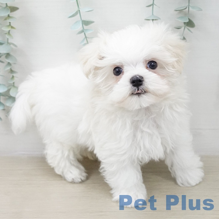 マルチーズの写真2