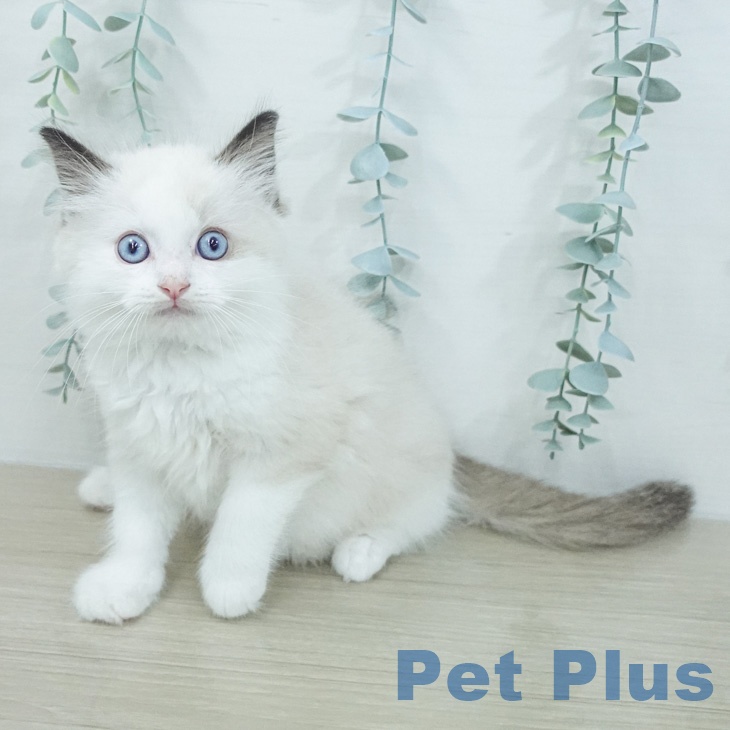 ラグドールの写真2