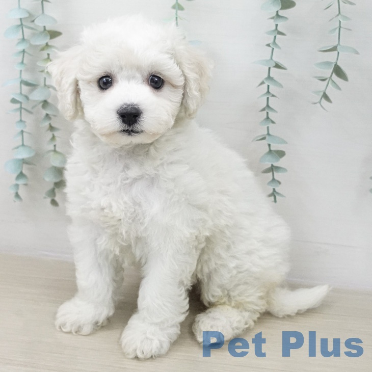 ビション・フリーゼの写真2