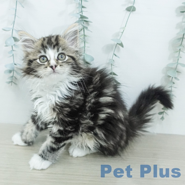 ノルウェージャンフォレストキャット