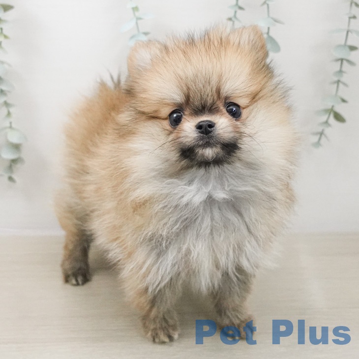 ポメラニアンの写真2