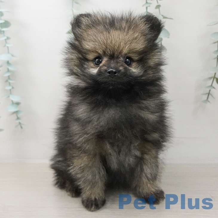 ポメラニアンの写真2