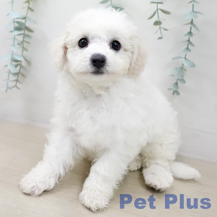 ビション・フリーゼ