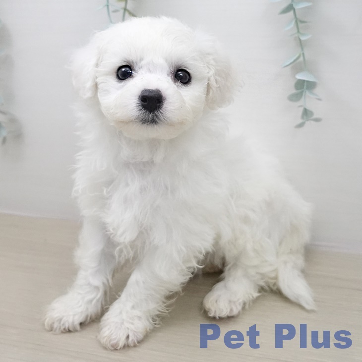 ビション・フリーゼ