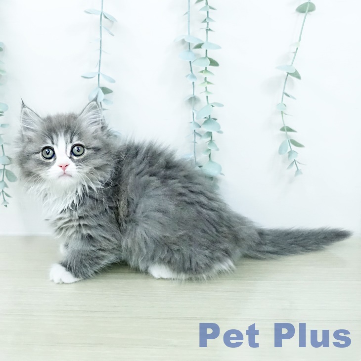 マンチカンの写真2