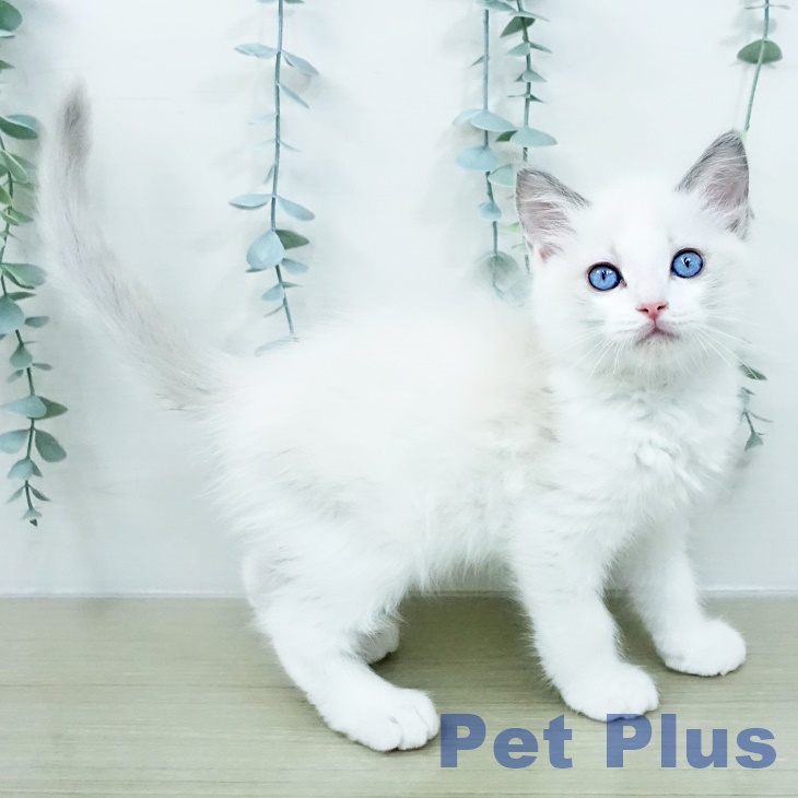 ラグドールの写真2