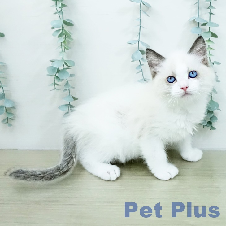 ラグドールの写真2