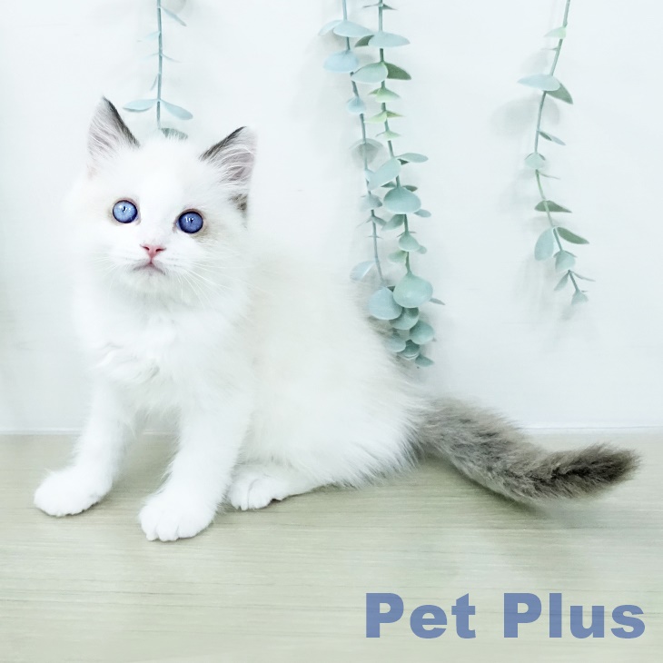 ラグドールの写真2