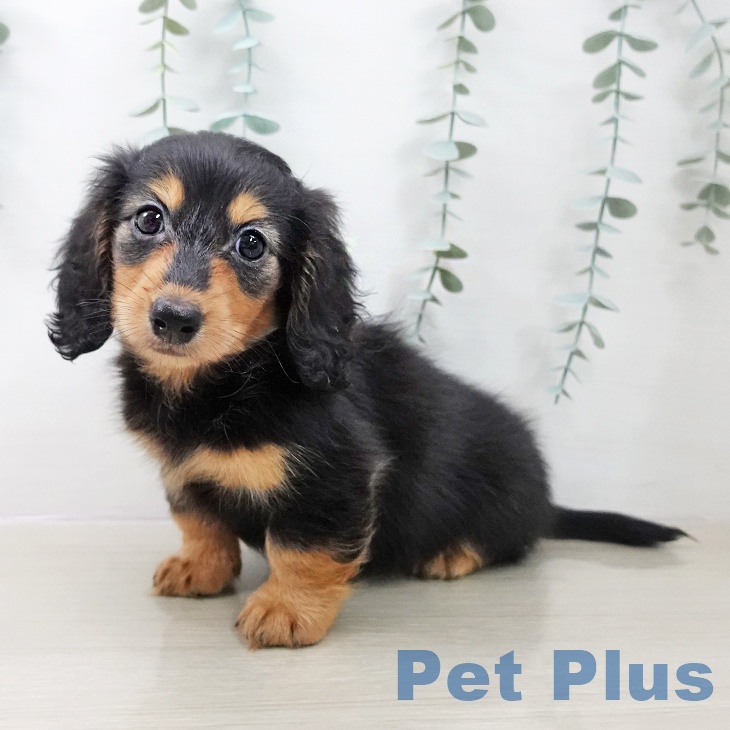 カニーンヘン・ダックスフンド