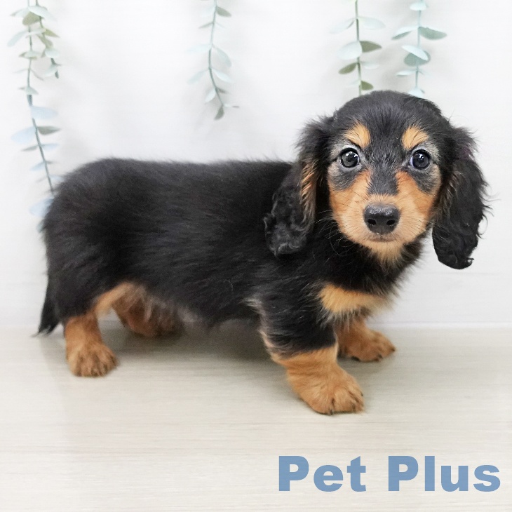 カニーンヘン・ダックスフンドの写真2