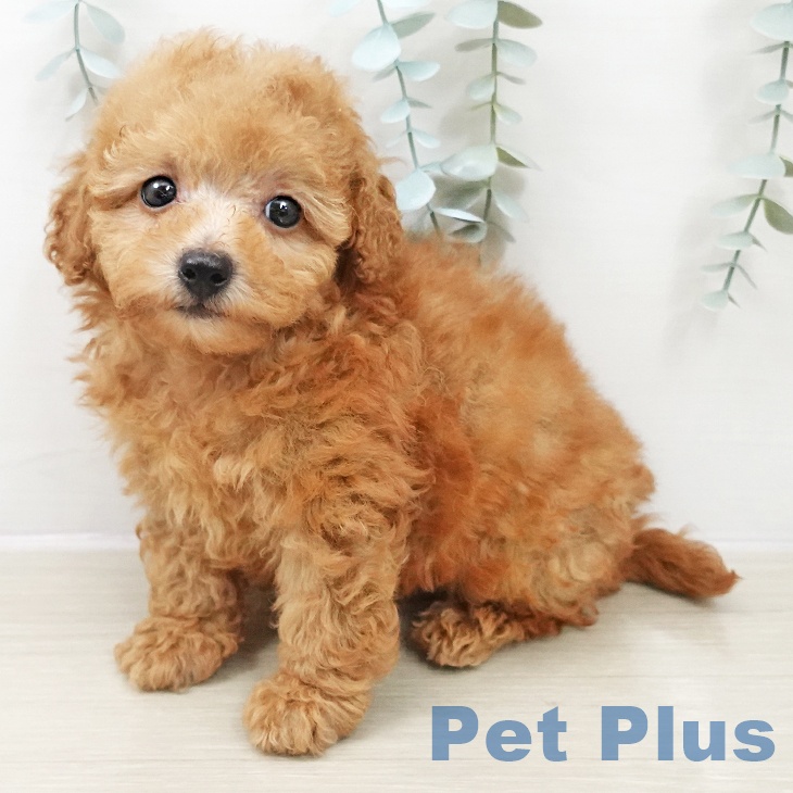 トイ・プードルの写真2