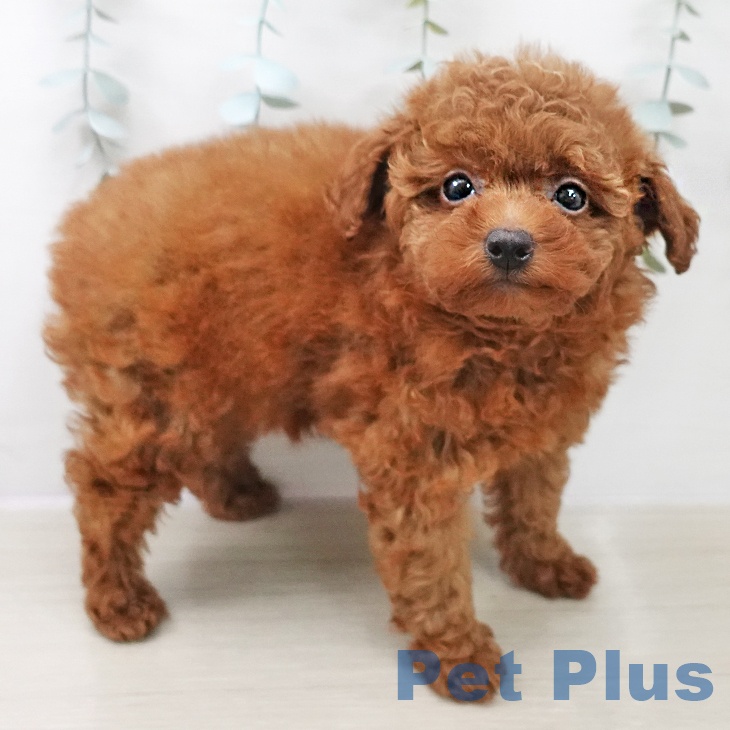 トイ・プードル