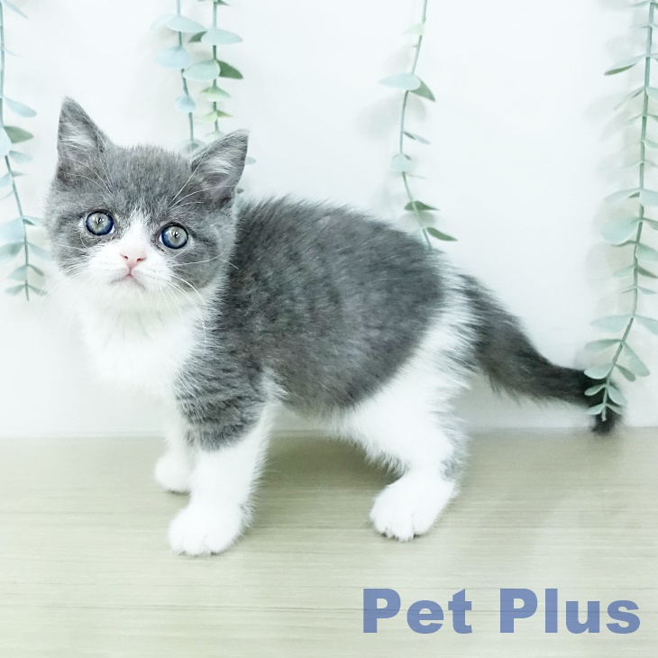 ブリティッシュショートヘア