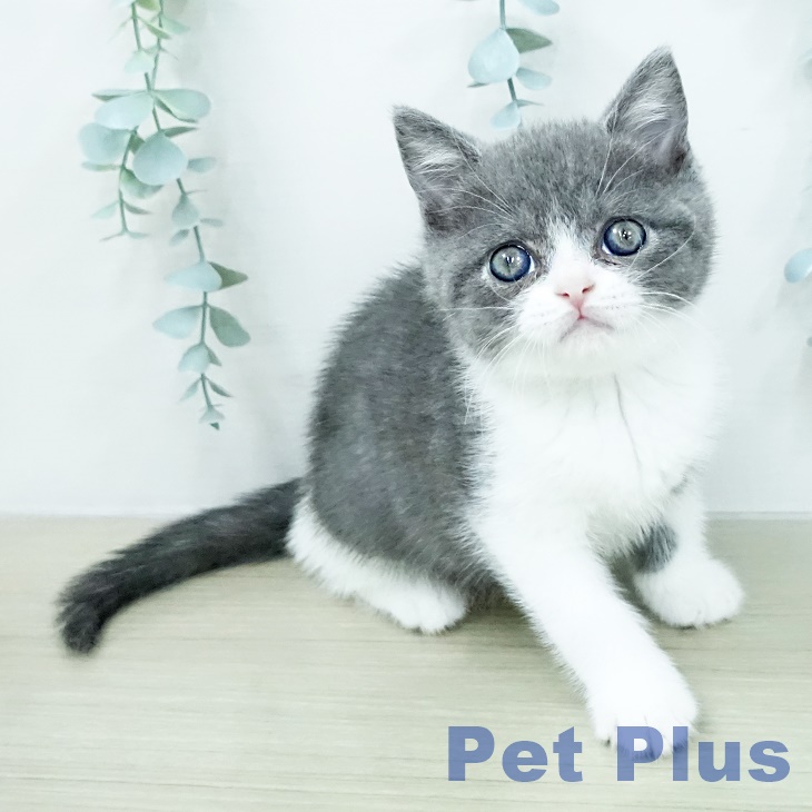 ブリティッシュショートヘアの写真2