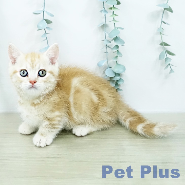 マンチカンの写真2