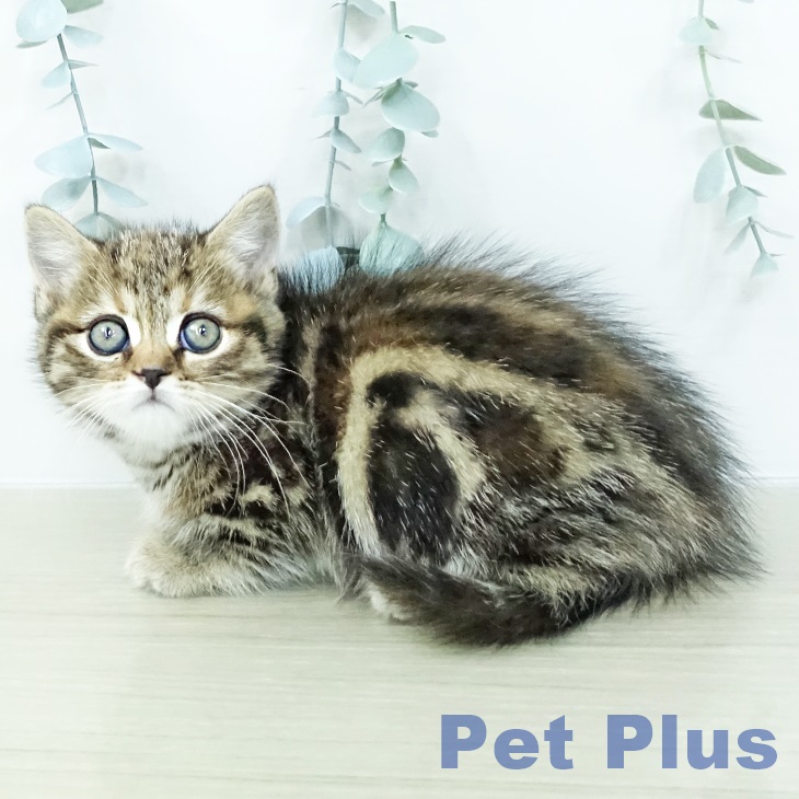 マンチカンの写真2