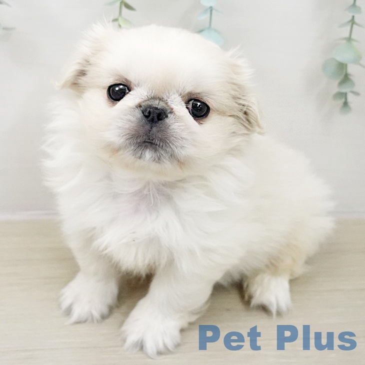 ペキニーズの写真2