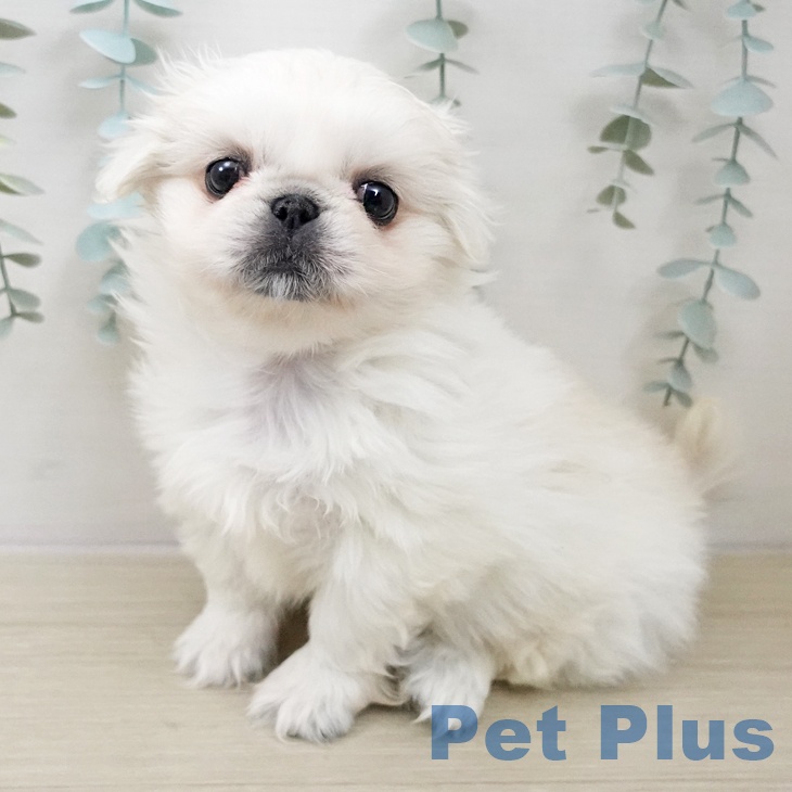 ペキニーズの写真2