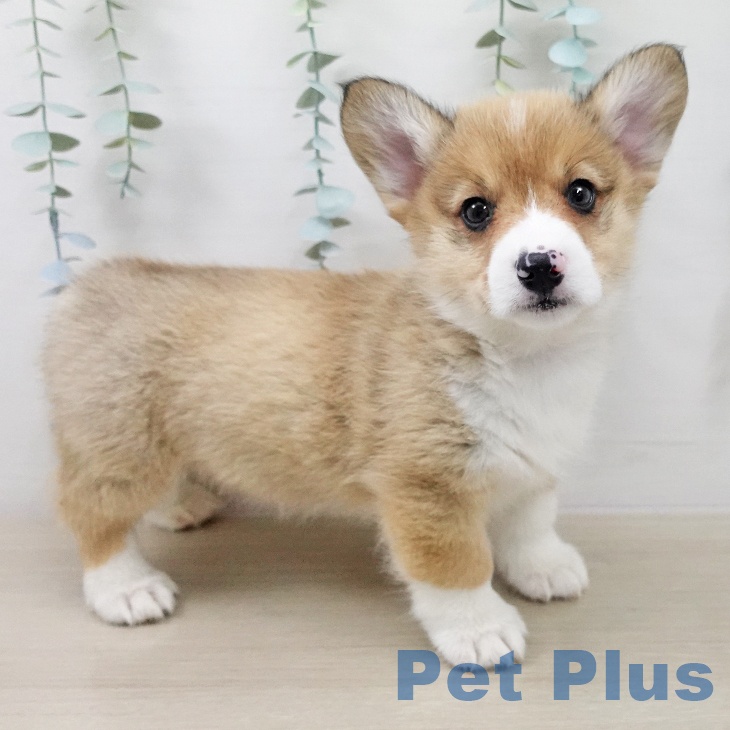 ウェルシュ・コーギー・ペンブロークの写真2