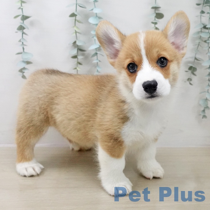 ウェルシュ・コーギー・ペンブローク