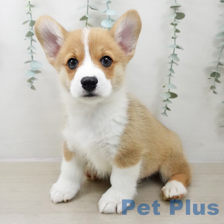 ウェルシュ・コーギー・ペンブロークの写真2